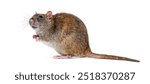 Side view of a brown rat looking up On its hind legs, Rattus norvegicus, isolated