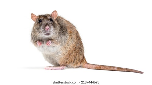 Side View Of A Brown Rat Looking At The Camera On Its Hind Legs, Rattus Norvegicus, Isolated