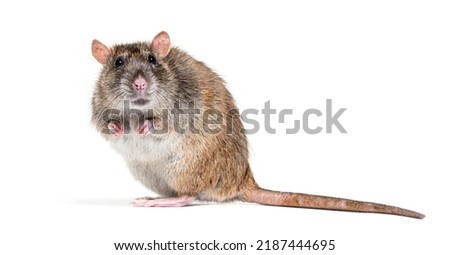 Side view of a brown rat looking at the camera On its hind legs, Rattus norvegicus, isolated