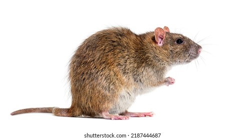 Side View Of A Brown Rat On Its Hind Legs, Rattus Norvegicus, Isolated