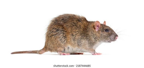 Side View Of A Brown Rat, Rattus Norvegicus, Isolated