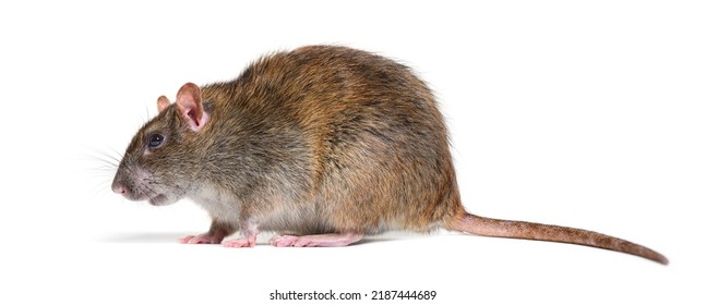 Side View Of A Brown Rat, Rattus Norvegicus, Isolated