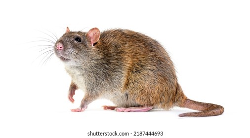 Side View Of A Brown Rat, Rattus Norvegicus, Isolated