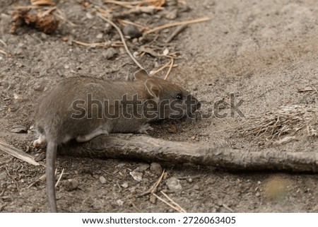side view of a brown rat running away across dirt ground