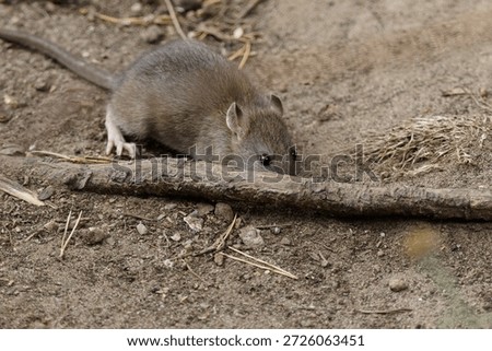 Side view of a brown rat running away across dirt ground