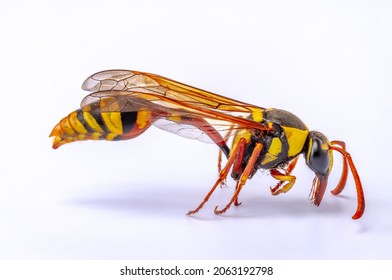 Side View Of A Brown And Yellow House Wasp, Also Known As The Yellowjacket, Hornet, Is A Wasp That Aids Pollination Of Agricultural Crops, Isolated On A White Background