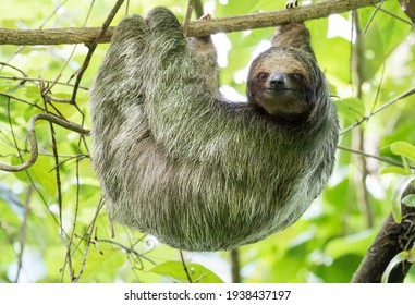 A side view of a Brown-throated three-toed sloth who is hanging on one branch with his face towards you. 