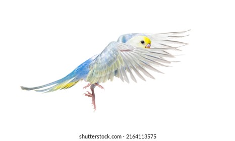 Side view of Budgerigar bird flying,  blue rainbow colloration,isolated on white - Powered by Shutterstock
