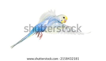 Side view of Budgerigar bird flying,  blue rainbow colloration,isolated on white