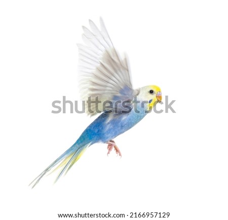 Side view of Budgerigar bird flying,  blue rainbow colloration,isolated on white