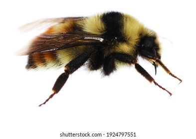 Side View Of A Bumble Bee With White Background.