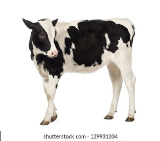 Side view of a Calf, 8 months old, looking backwards in front of white background