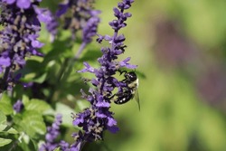 Side View Of Carpenter Bee On A Vertical Purple Flower At A Park