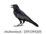 Side view of a Carrion crow calling beak open, corvus corone, isolated on white