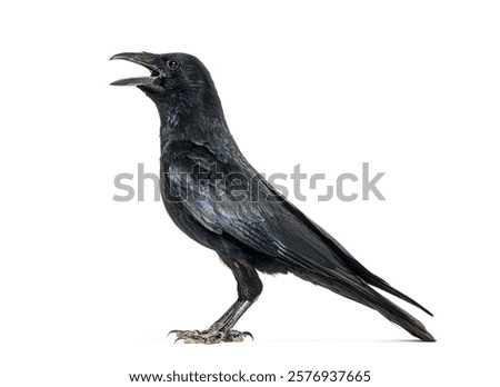 Side view of a Carrion crow calling beak open, corvus corone, isolated on white