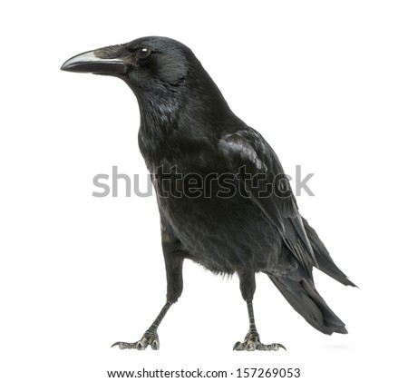 Side view of a Carrion Crow, Corvus corone, isolated on white