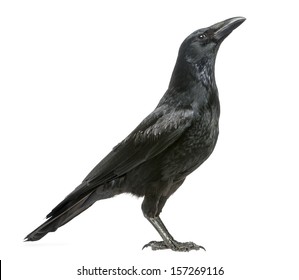 Side view of a Carrion Crow looking up, Corvus corone, isolated on white
