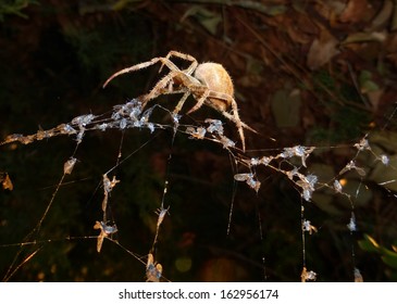 Side view of a cat face orb-weaver spider Araneus gemmoides on a web full of gnats