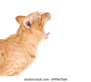 Side View Of Cat Roaring Or Yawning