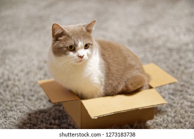 Side View Of A Cat Sitting In Too Small Cardboard Box And Looking To The Side