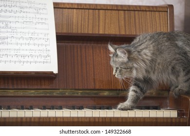 Side View Of Cat Walking On Piano Keys With Music Sheet