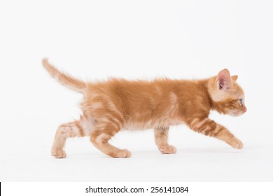 Side View Of Cat Walking Over White Background