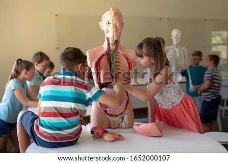 Side view of a Caucasian elementary school boy and girl working with a human anatomy model during a biology lesson, with their classmates working in the background, two boys studying a model of a