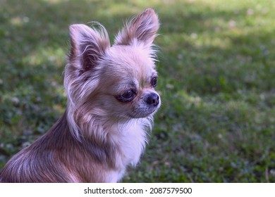 Side View Chihuahua Dog On Background Stock Photo 2087579500 | Shutterstock