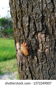 Side view cicada beetle, big eyes and sound making insect, its molted bug on tree trunk