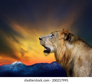 Side View Close Up Head Shot Of Young Lion Roar Against Beautiful Dusky Sky And Rock Mountain Use For Natural Wild Life And Animals Theme