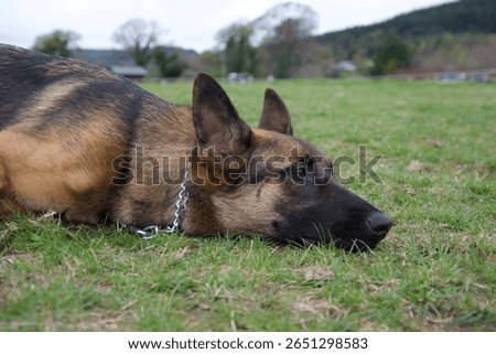 side view close up portrait of head and neck Belgian Malinois x German Shepherd lying on grass in profile, facing right side of frame. wearing metal chain collar 
