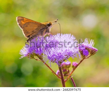 Side view close up of a small Skipper butterfly (Hesperiidae) backlit by the sun, feeding on purple Ageratum flowers on a sunny day with a bright green blurred background in horizontal orientation.