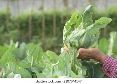 Side View, Close Up Of Unrecognizable Wrinkled And Rough Hands Holding Freshly Cut Cauliflower Among Blurry Vegetable Garden Background In The Morning. South East Asian Farmer And Organic Farm Concept