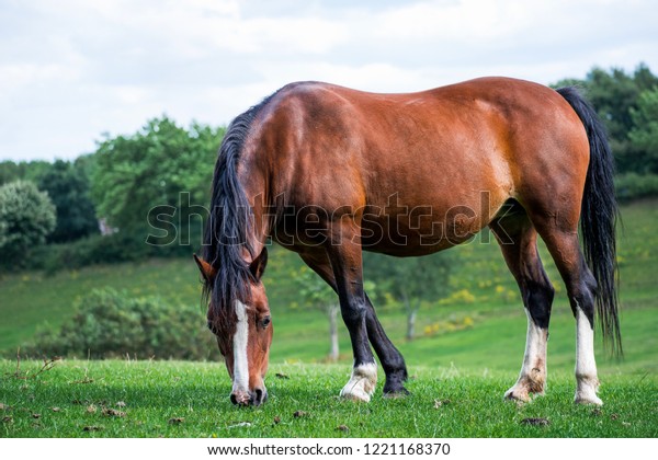 Side View Closeup Beautiful Brown Horse Stock Photo 1221168370 ...