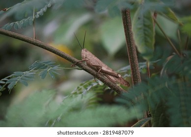 Side view close-up of a brown grasshopper resting on a plant branch surrounded by green foliage.