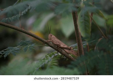 Side view close-up of a brown grasshopper resting on a plant branch surrounded by green foliage.