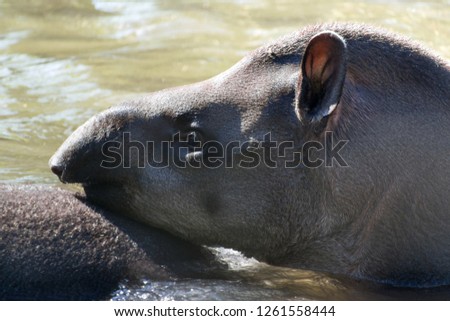 Side view Closeup of  South American tapir (Tapirus terrestris) also known as the Brazilian tapir,  swimming in water in a hot sunny day