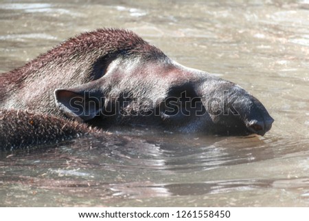 Side view Closeup of  South American tapir (Tapirus terrestris) also known as the Brazilian tapir,  swimming in water in a hot sunny day