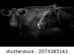 Side view close-up of two black German Angus cows isolated on black background with copy space. 