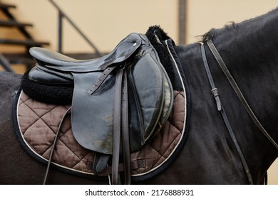 Side view closeup of worn leather saddle on back of black horse in stadium, copy space