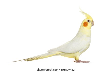 Side View Of A Cockatiel, Isolated On White