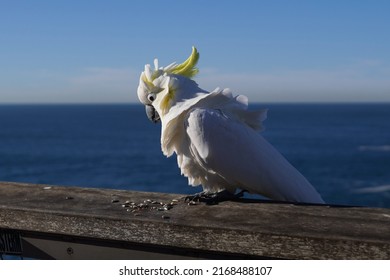 Side View of a Cockatoo on a Windy Day and with its Feathers in Disarray
