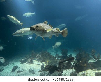 Side view of a cod swimming through a blue-lit aquarium. A clean and focused image of a North Atlantic fish in its artificial habitat.