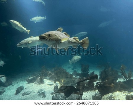 Side view of a cod swimming through a blue-lit aquarium. A clean and focused image of a North Atlantic fish in its artificial habitat.