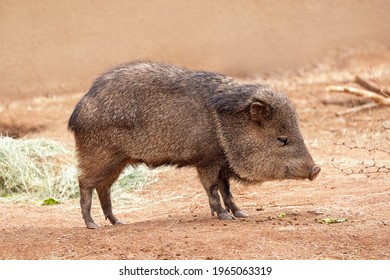 Side View Of A Collard Peccary Also Knoown As A Javelina In The Animal Classification Of New Word Pig