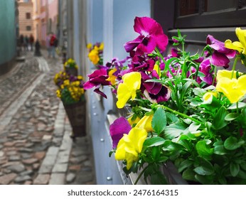 Side view of colorful Pansy flowers in flowerbed, spring time window decoration in European old town, with small alley stone pavement background - Powered by Shutterstock