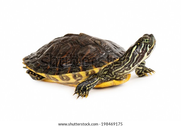 Side View Colorful River Cooter Turtle Stock Photo 198469175 | Shutterstock