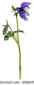 Side View Of Columbine Flower Aka Aquilegia Coerulea On Stem. Isolated On A White Background.