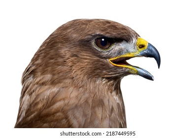 Side view of a common buzzard bird, Buteo buteo; isolated on white