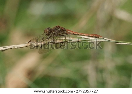 Side view of a Common Darter dragonfly (Sympetrum striolatum) perched on a dry blade of grass against a blurred green background
